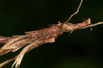 Longstalk sedge